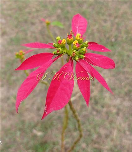  Cyathia in synflorescence subtended by bracts